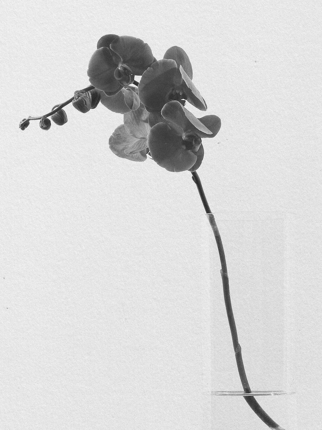 Project 13 flower pb