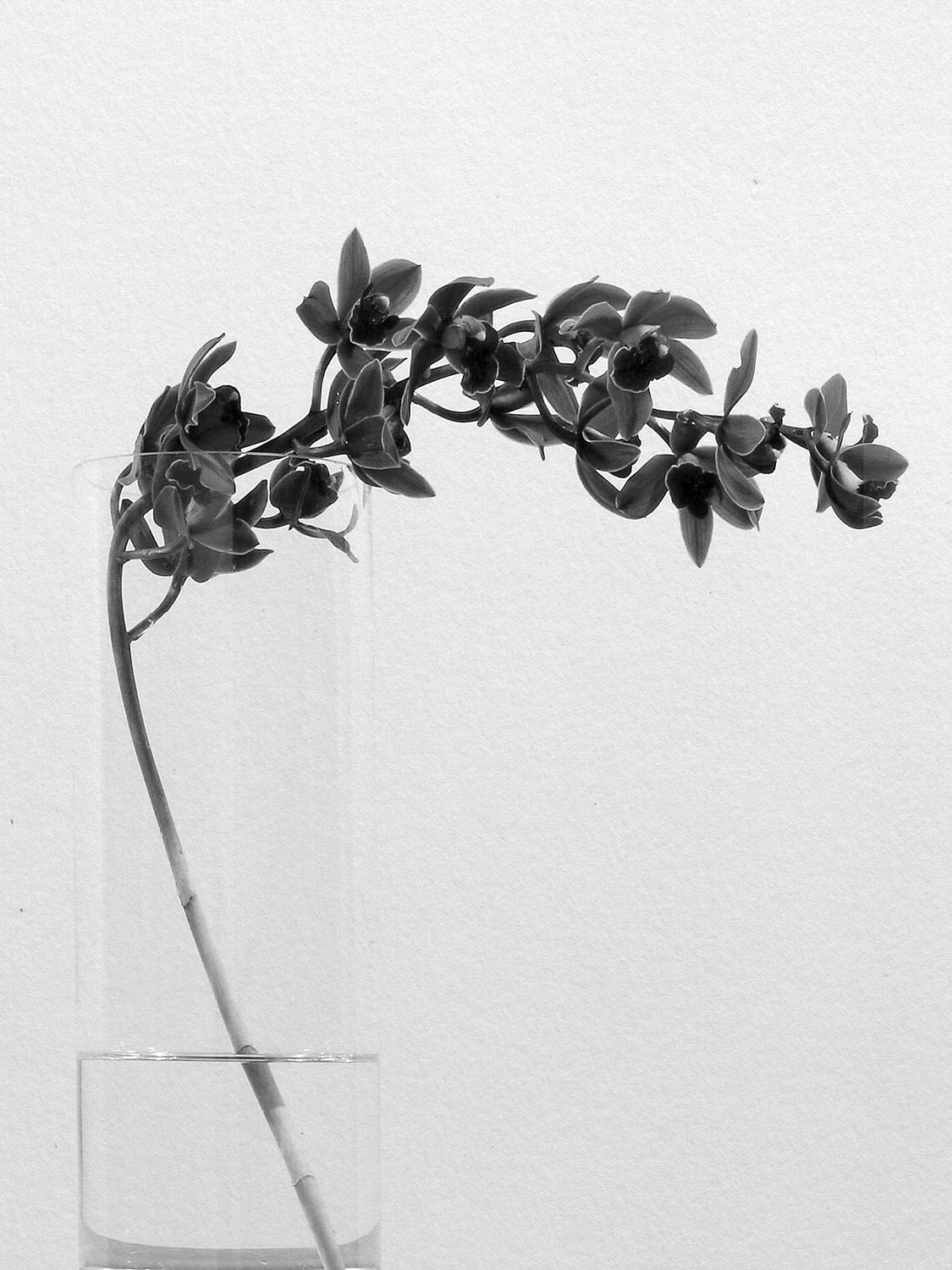 Project 16 flower pb